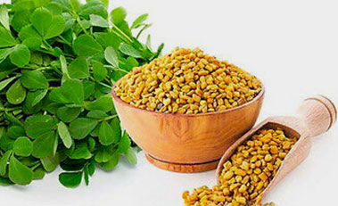 Fenugreek