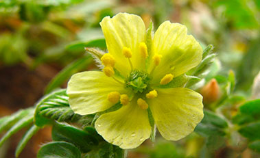 Tribulus Terrestris